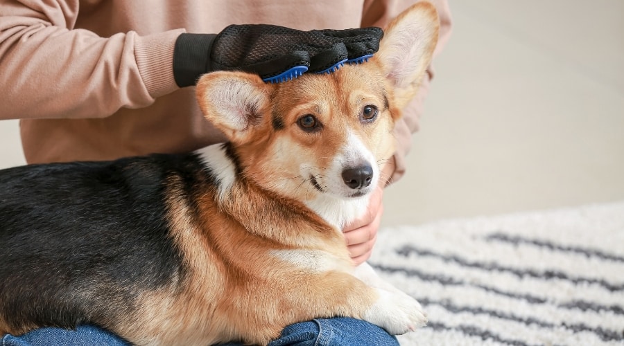 Corgi with grooming glove