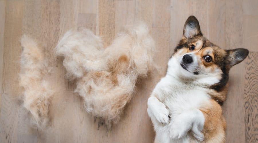 Corgi with piile of hair in shape of heart