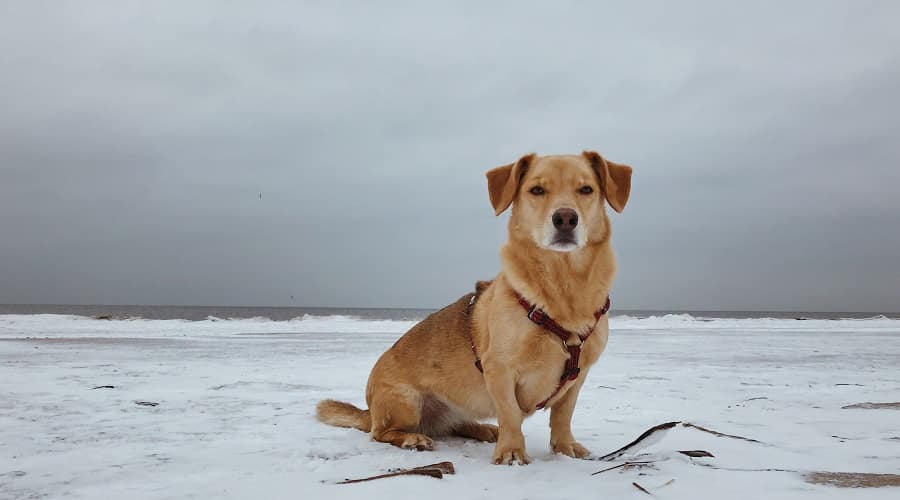 Corgidor