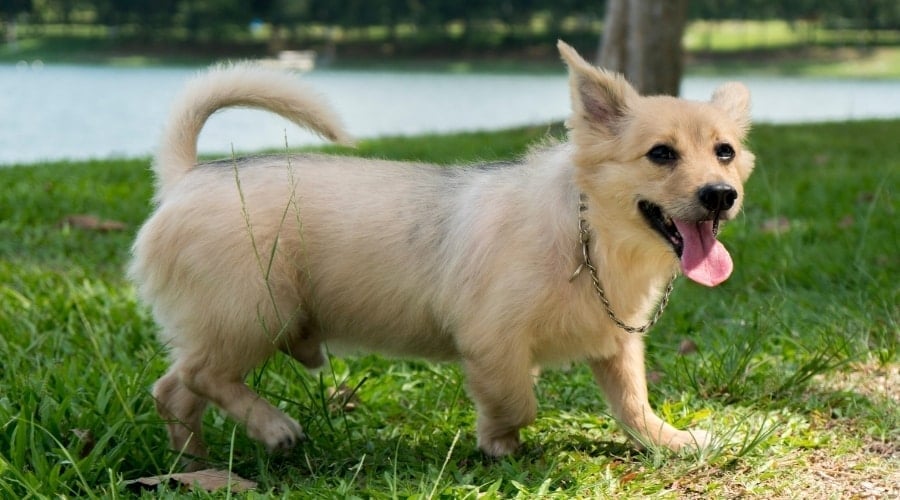 Corgipoo