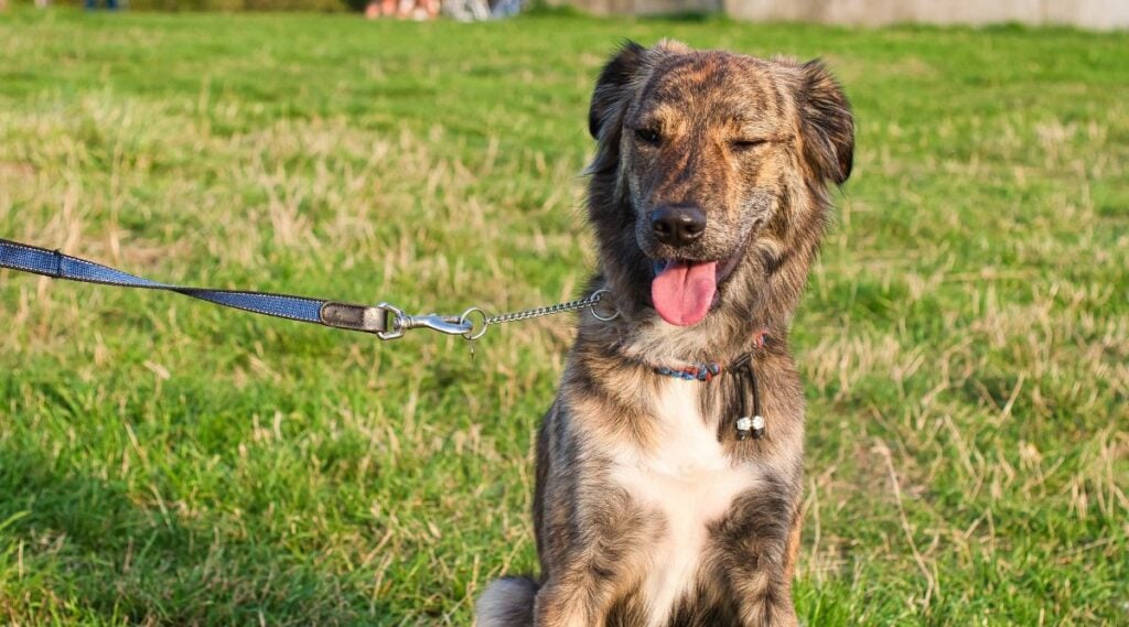 Corsican Dog on leash sitting in grass