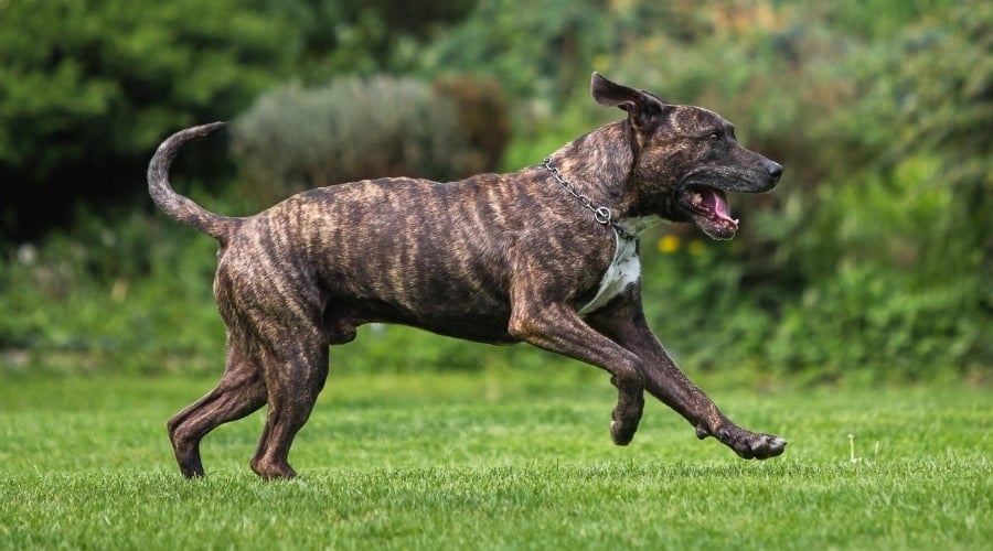 Corso Exercising Outdoors