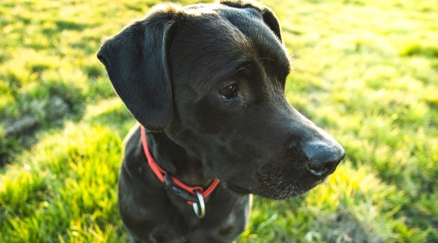 Corso Lab mix on Green Grass