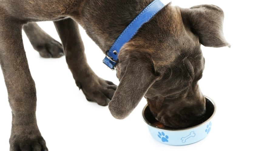 Corso Mix Eating