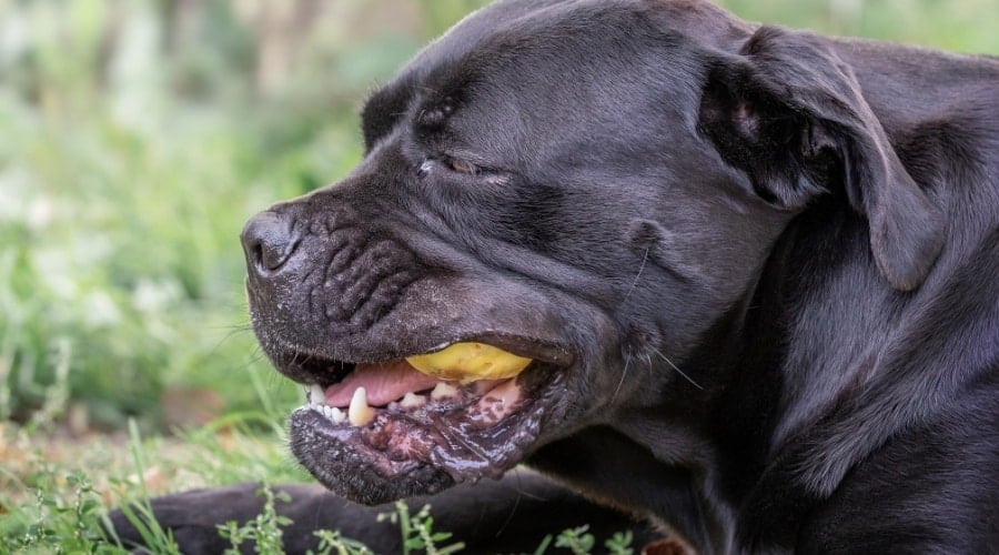 Corso Pitbull Eating