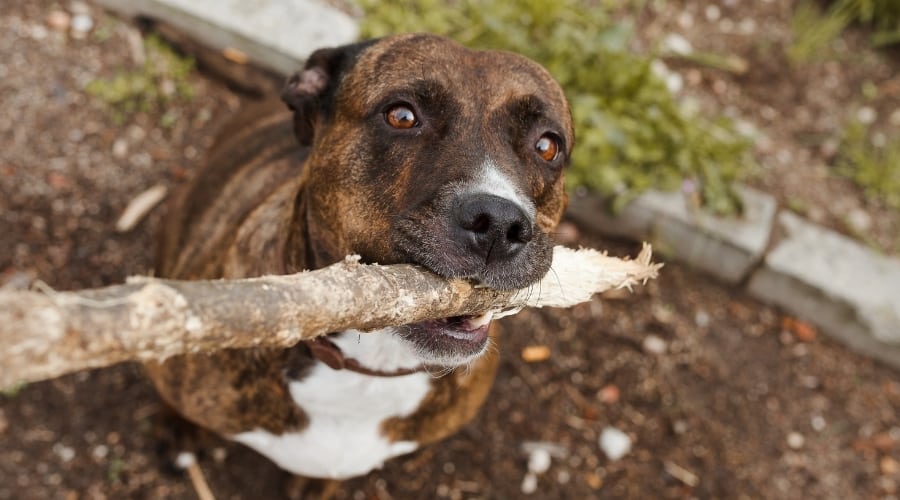 Corso Pitbull Mix Playing with Stick