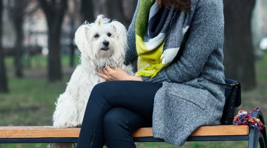 Coton De Tulear with Owner on a park bench