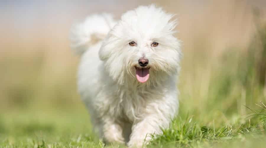 Coton De Tulear