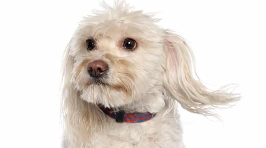 Coton Maltese