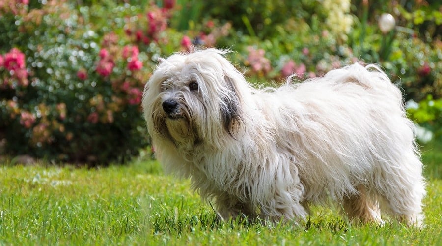 Coton Tzu
