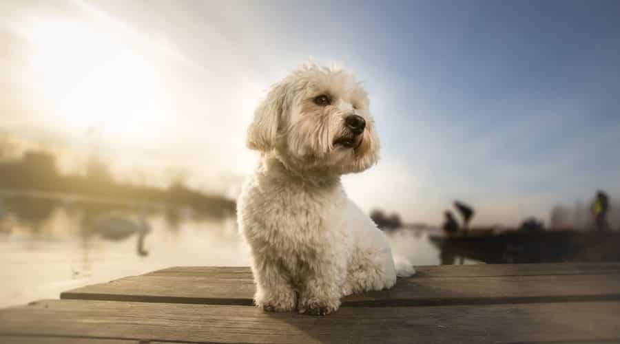 Coton de Tulear dog on dock.