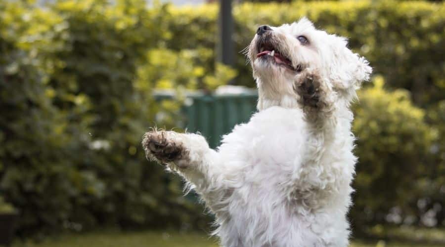 Coton de Tulear doing trick