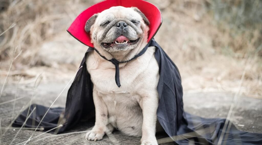 Pug sitting outside in Dracula costume black cape with red collar smiling outside