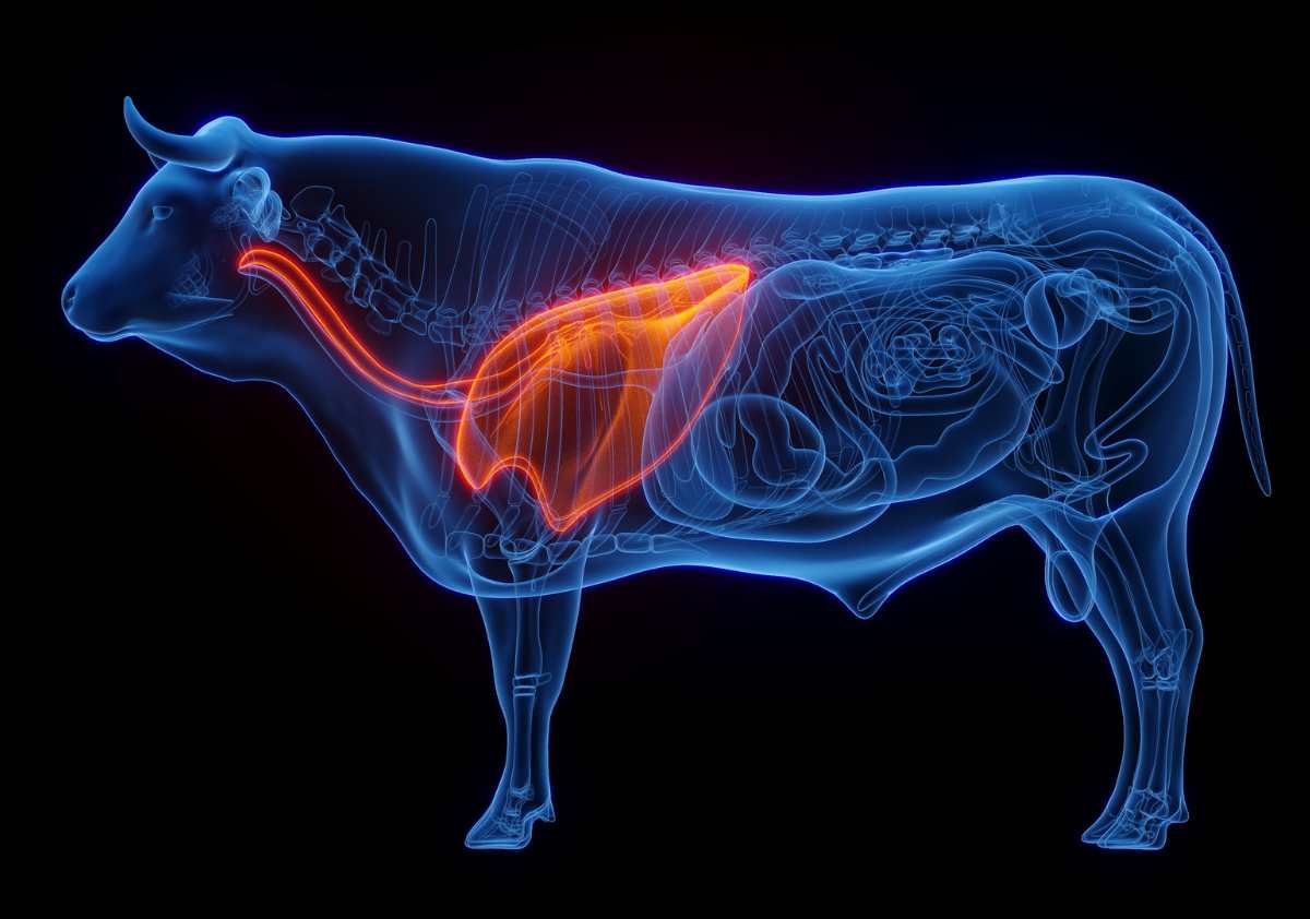 Cow anatomy the wind pipe that beef trachea chews are made from