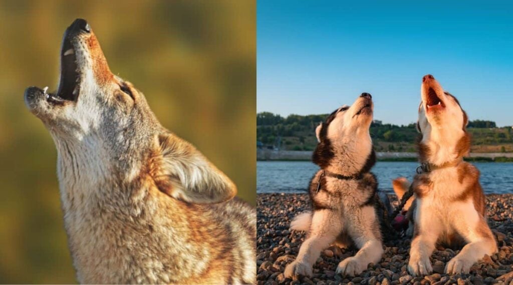 Coyote Vs. Dog howling