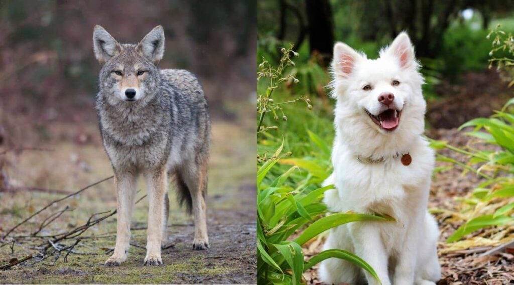 Coyote Vs. Dog outdoors