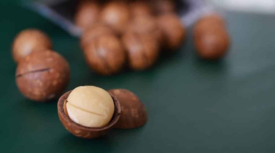 Cracked open macadamia nut in a dark green background of roasted ones rolling out of the bag