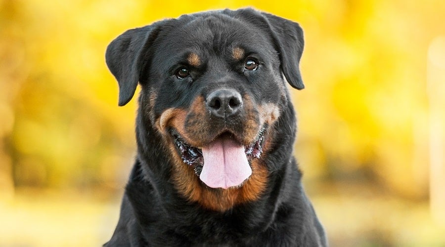 Crate Training Rottweiler