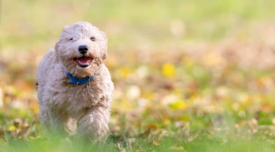 Cream Dog Running Outside