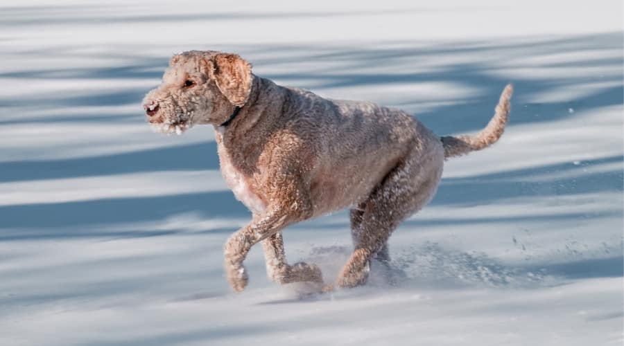Cream Dog Running in Snow
