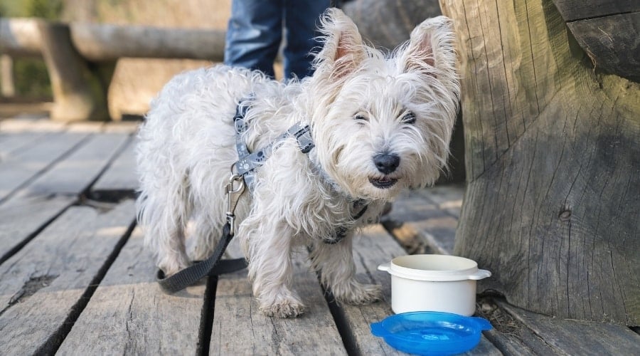 Cream Dog With Food Bowl