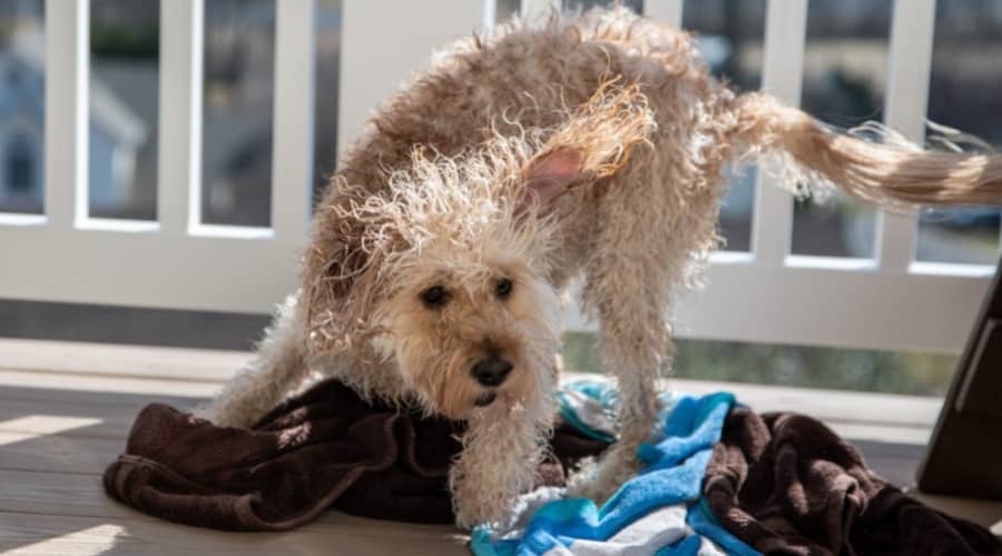 Cream Fluffy Dog Shanking off Water