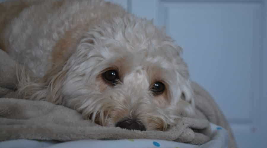 Cream Fluffy Dog Snuggling in a Blanket