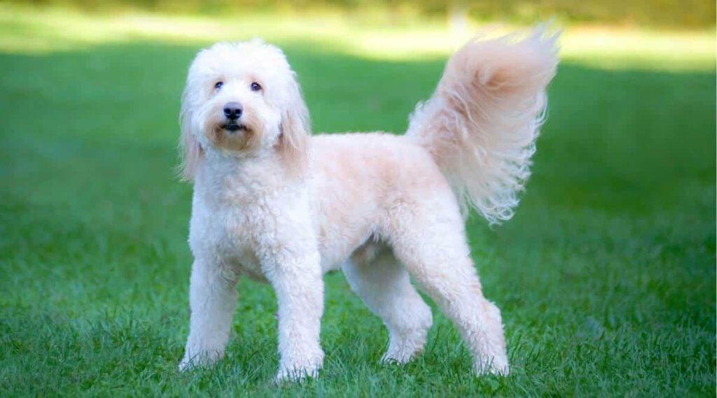 Cream Goldendoodle standing outside in the grass.