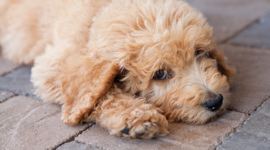 Cream Puppy Laying on the Ground