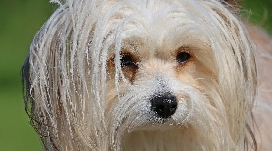 Crested Tzu