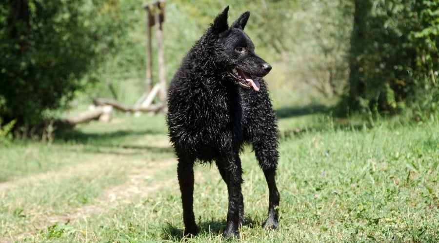 Croatian Sheepdog Outdoors in Grass