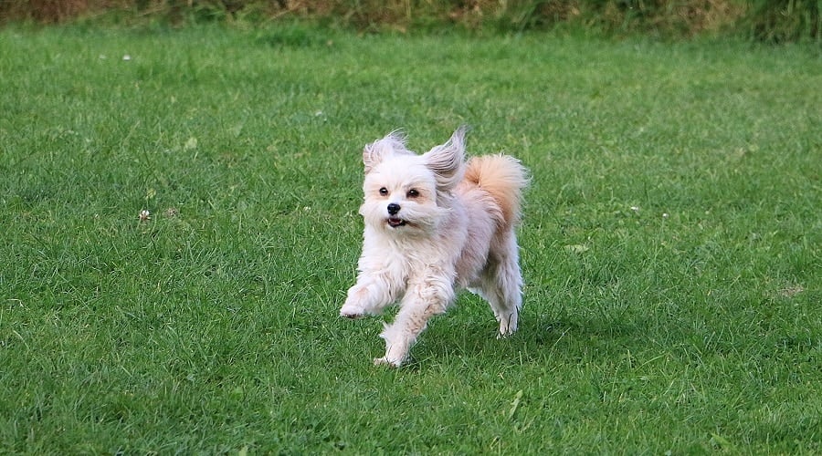 Crustie