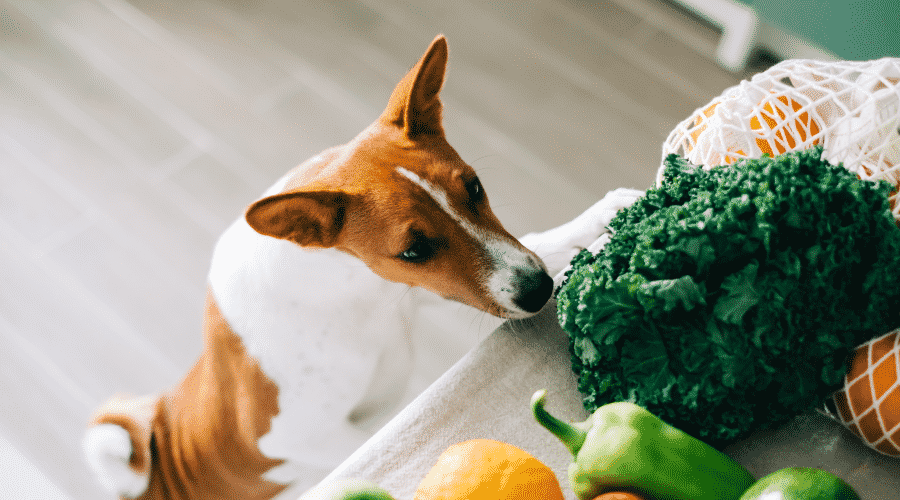 Curious Basenji dog puppy climbs on the table with fresh vegetables at home in the kitchen
