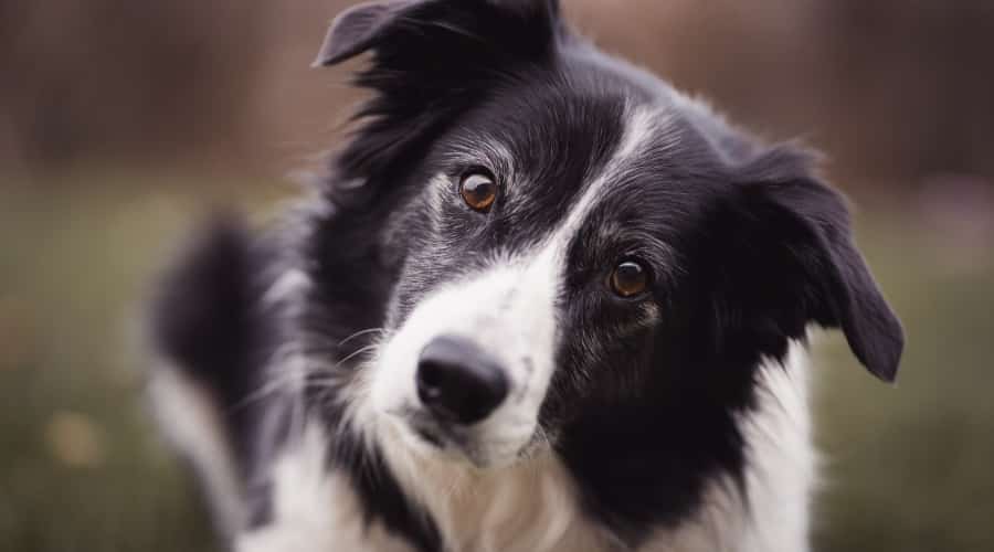 Curious Dog Looking at Camera