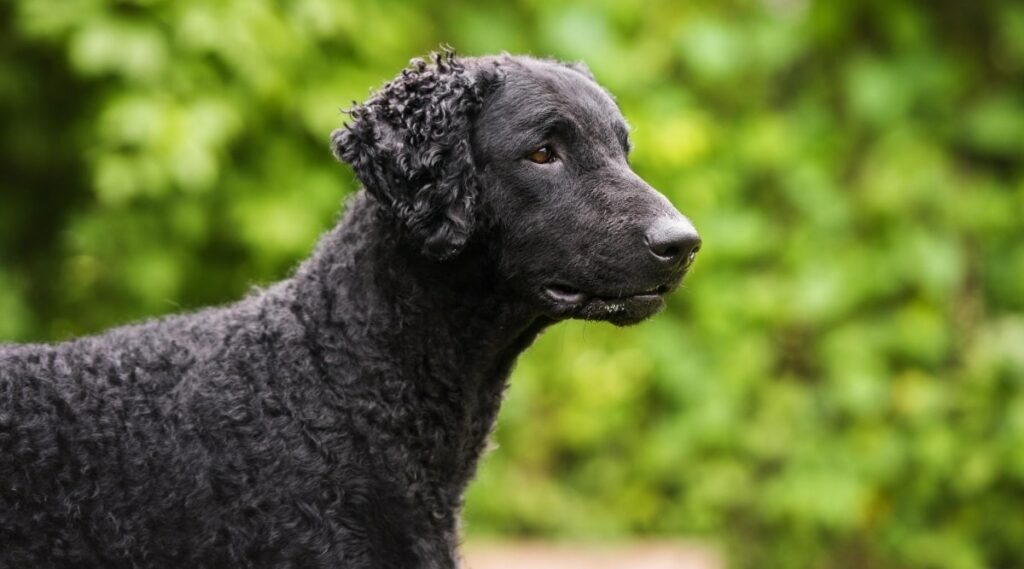 Curly-Coated Retriever outside.