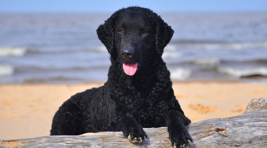 Curly Coated Retriever on Beach