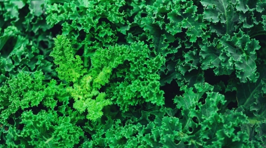 Kale up close.