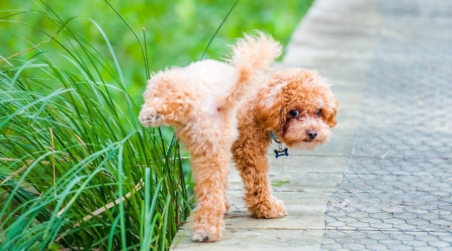 Why Do Dogs Mark Territory? Curly haired dog peeing on grass in a park.