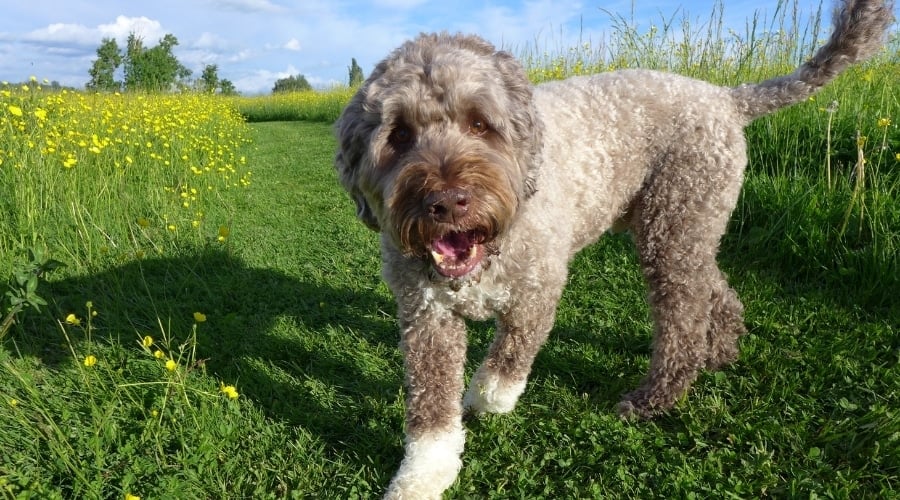 Curly Haired Dog in a Field