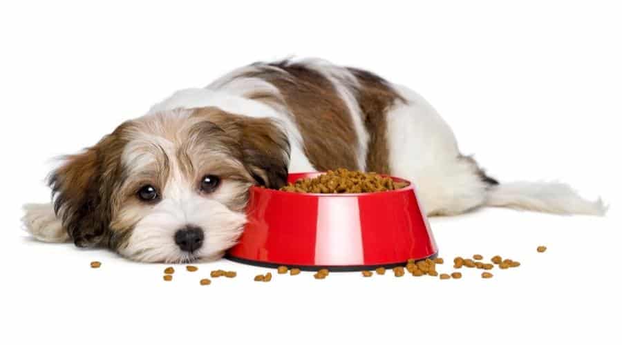 Cute Bichon Havanese puppy dog is lying beside a red bowl of dog food and looking at camera