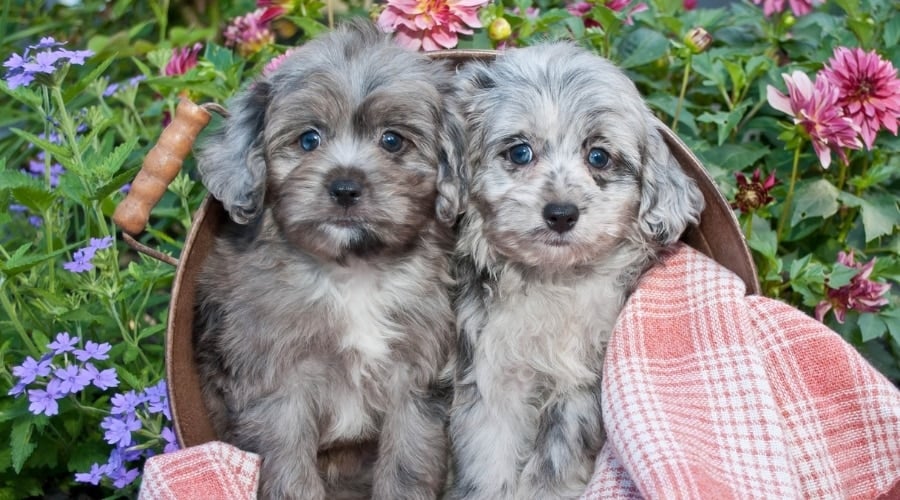 Cute Blue Merle Fluffy Puppies