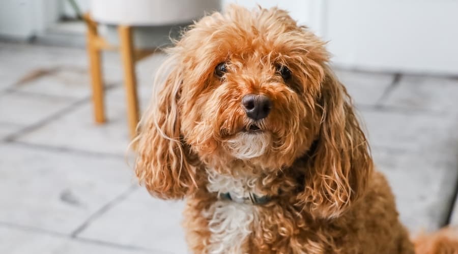 Cute Brown and White Dog With Curly Hair Looking at Camera