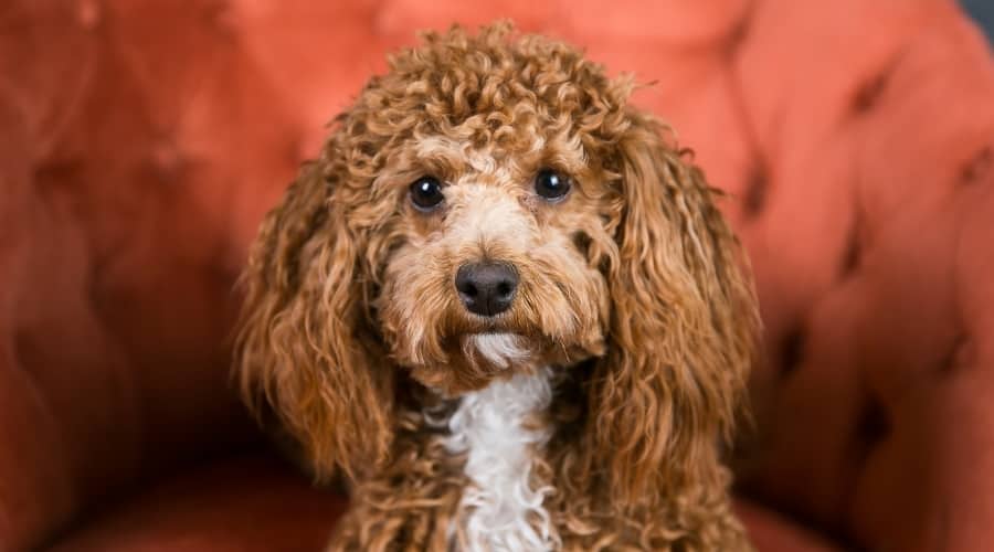 Cute Brown and White Dog With Curly Hair Sitting on a Red Chair