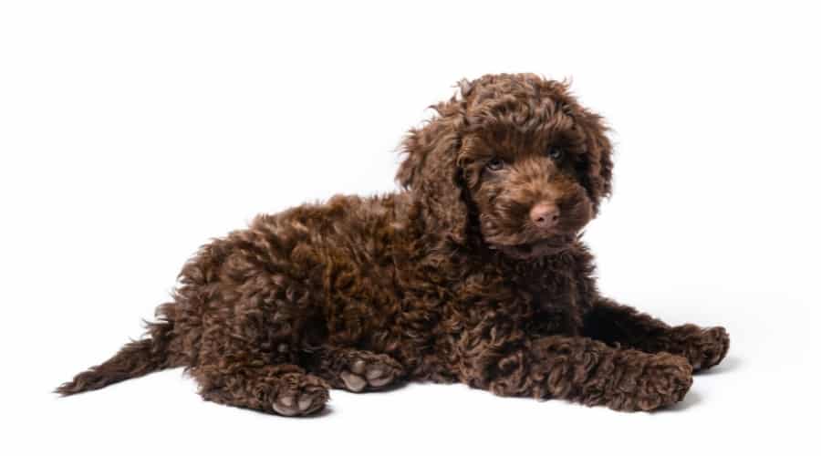 Cute Chocolate Fluffy Dog