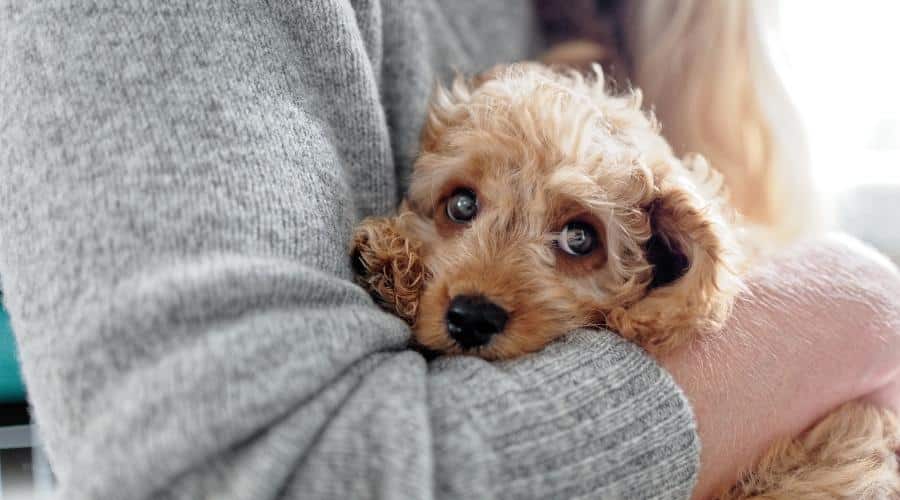Cute Cockadoo puppy being cradled in arms.