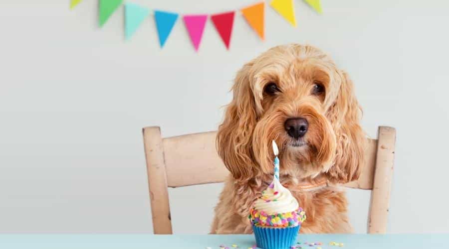 Cute Cockapoo dog celebrating with birthday cupcake and bunting.