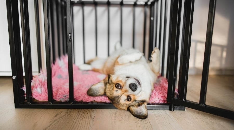 Cute Corgi Hanging Out in Her Crate