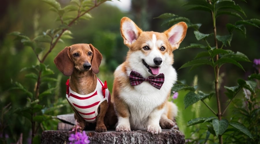 Cute Corgi and Dachshund Dog
