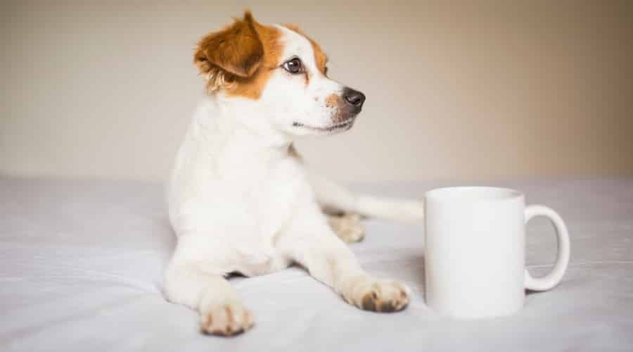 Cute Dog laying next to coffee mug.