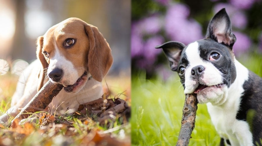 Cute Dogs Chewing on Sticks
